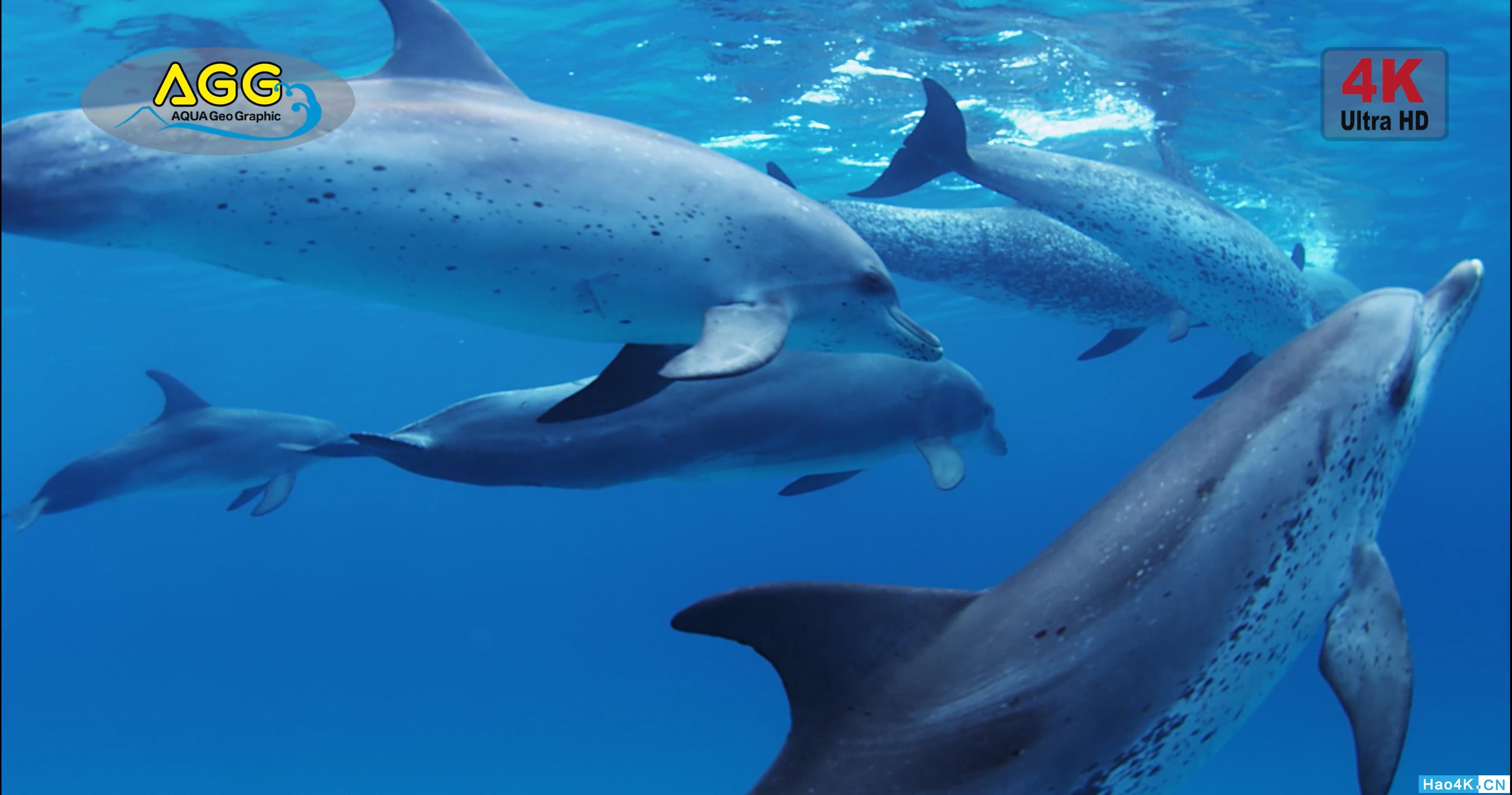 [ 4K Ultra HD ] ͹  Bahama Dolphin .mp4_snapshot_00.52_[2019.11.10_13.13.10].jpg