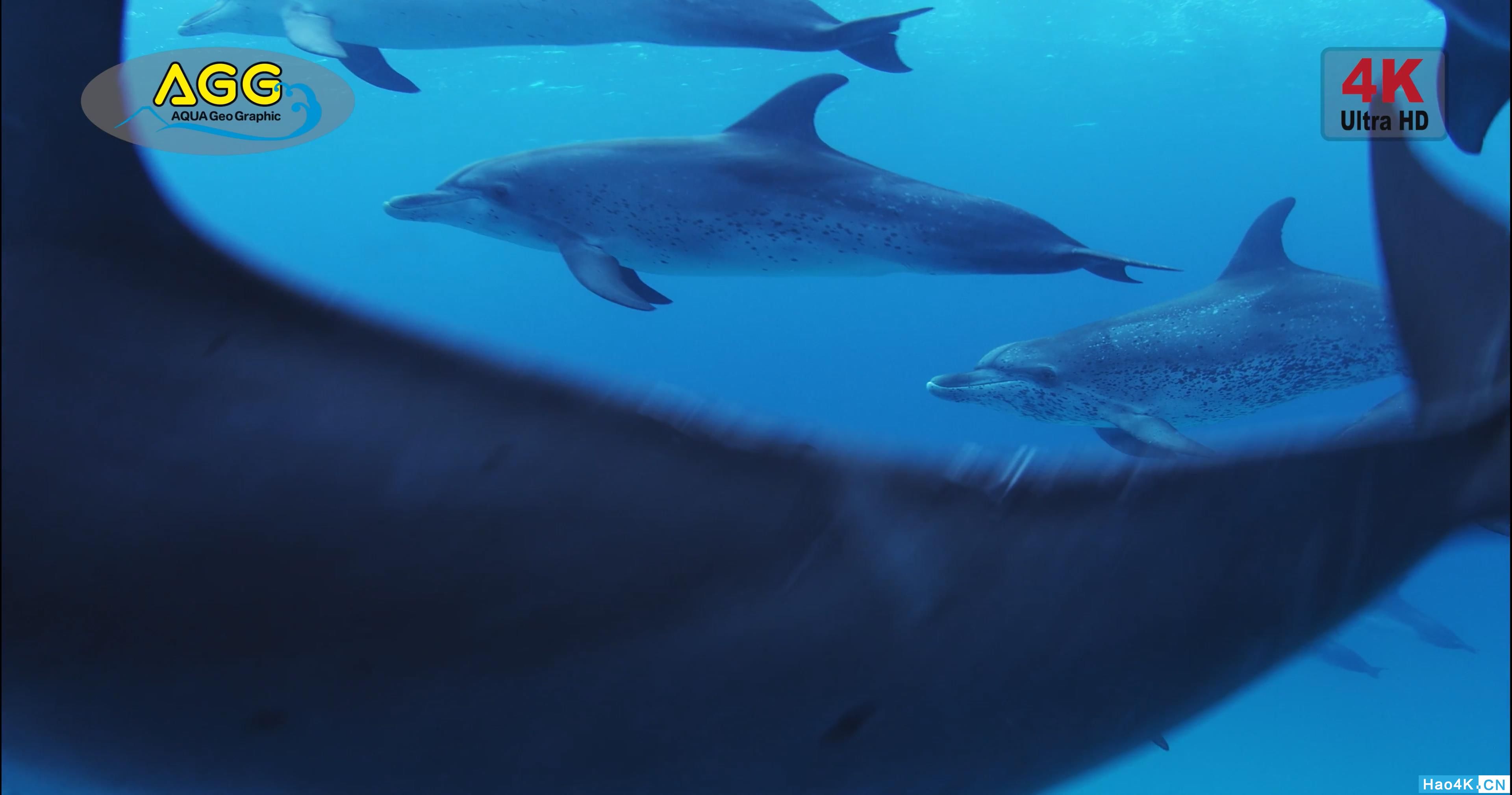 [ 4K Ultra HD ] ͹  Bahama Dolphin .mp4_snapshot_01.08_[2019.11.10_13.13.25].jpg