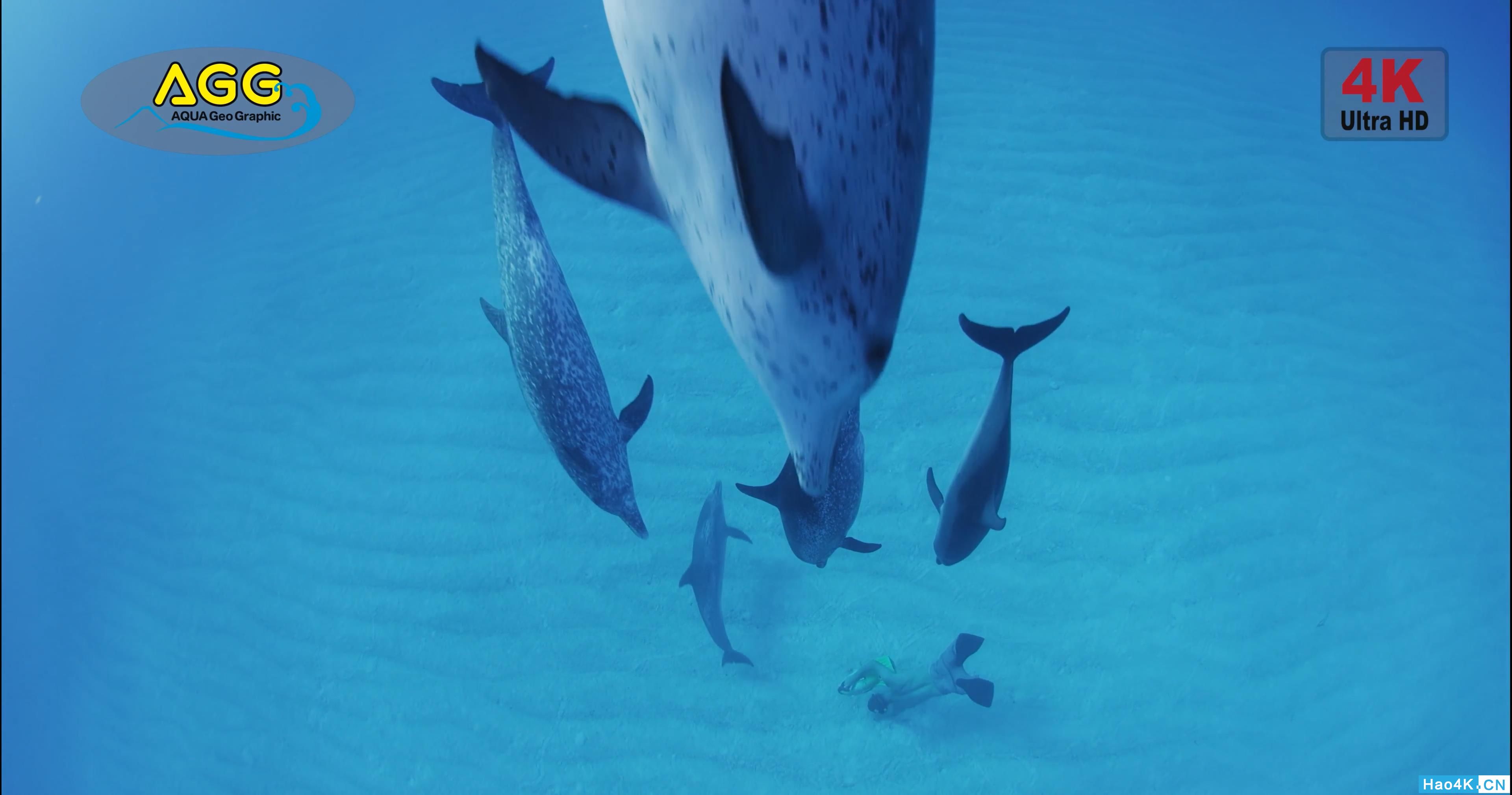 [ 4K Ultra HD ] ͹  Bahama Dolphin .mp4_snapshot_01.47_[2019.11.10_13.13.37].jpg