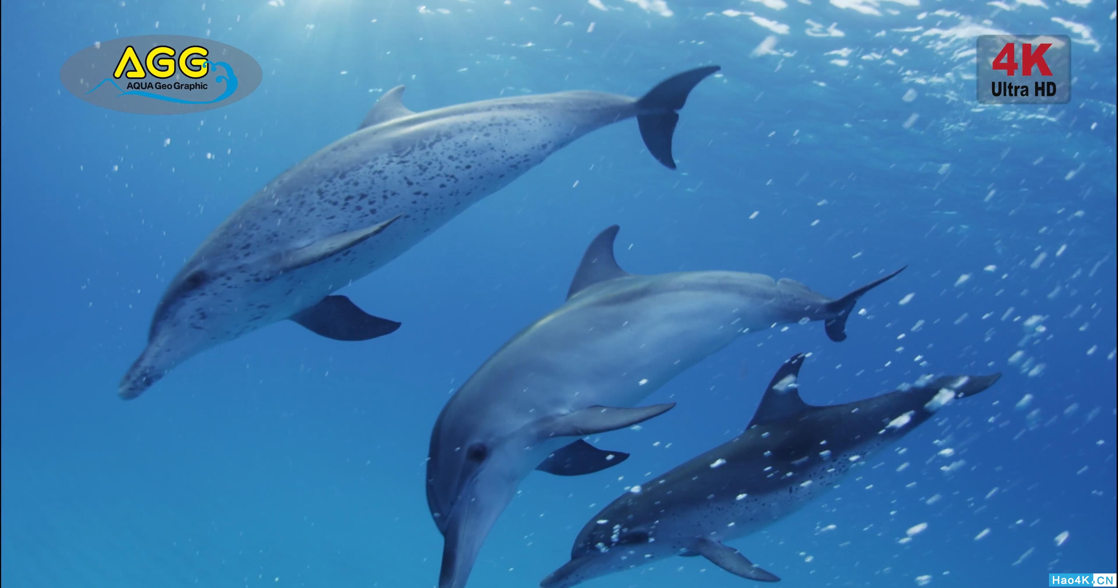 [ 4K Ultra HD ] ͹  Bahama Dolphin .mp4_snapshot_02.27_[2019.11.10_13.13.58].jpg