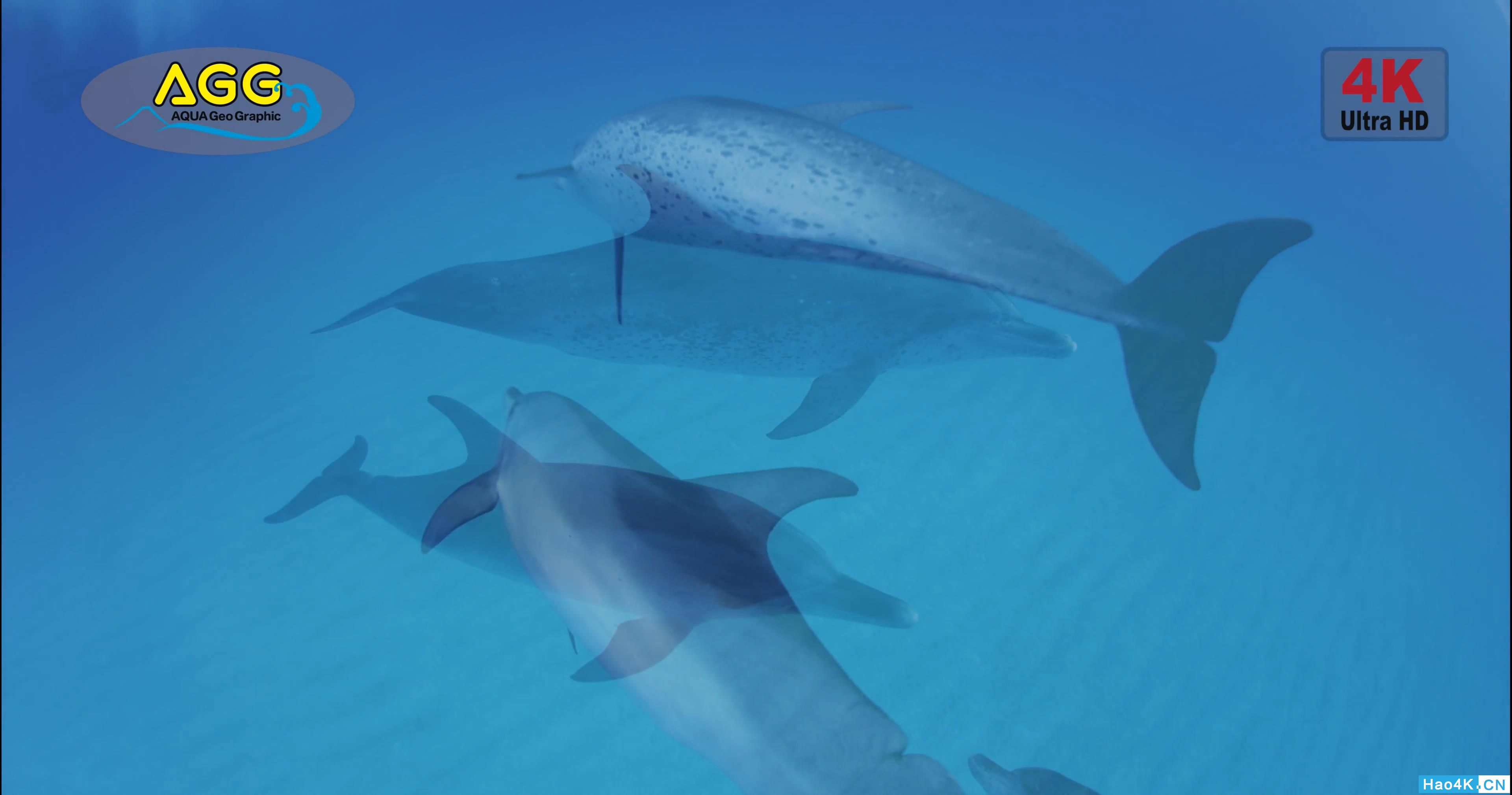 [ 4K Ultra HD ] ͹  Bahama Dolphin .mp4_snapshot_02.35_[2019.11.10_13.14.06].jpg