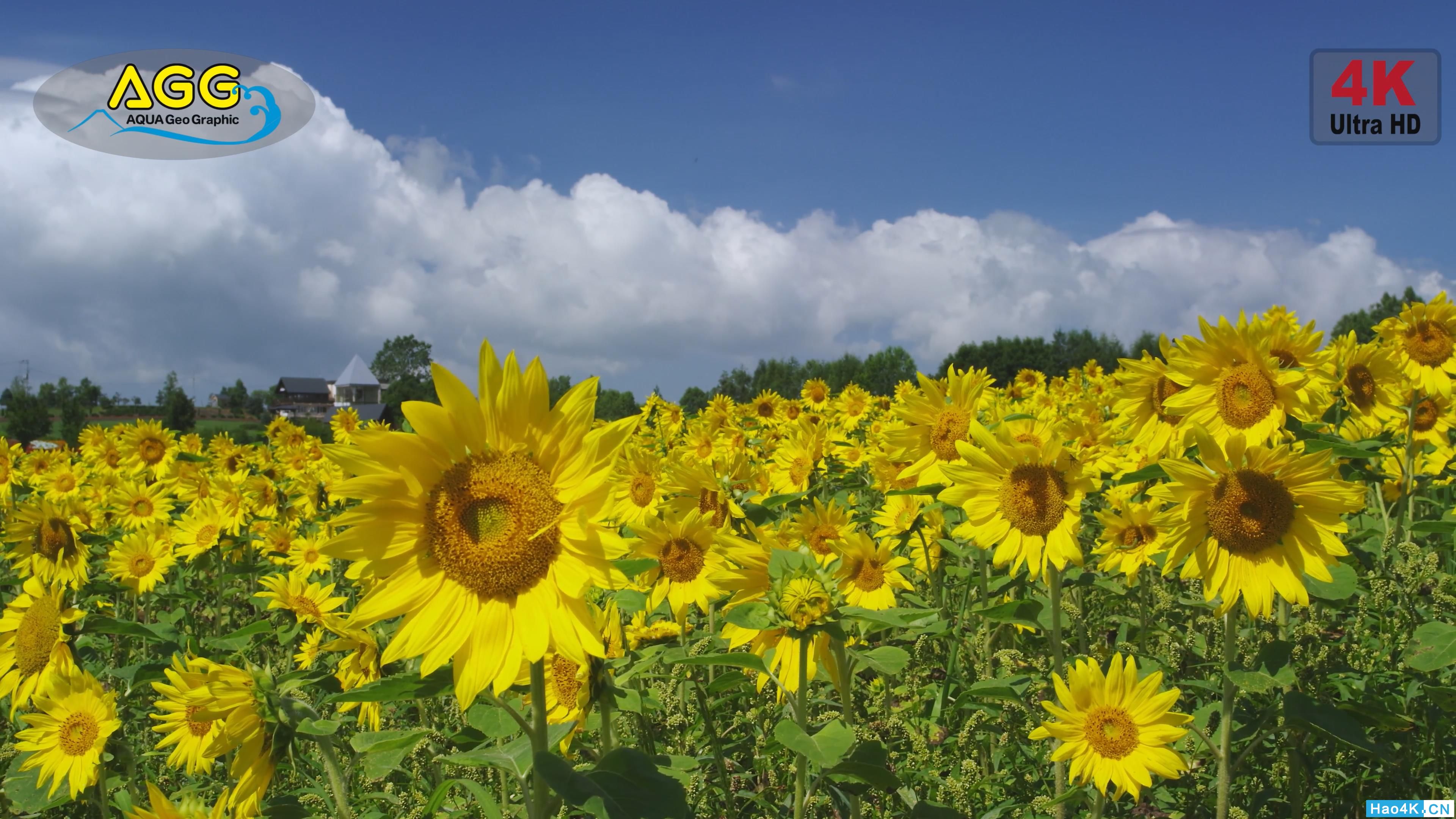 [ 4K Ultra HD ]տ  Sunflower.mp4_snapshot_00.34_[2019.11.11_22.06.23].jpg