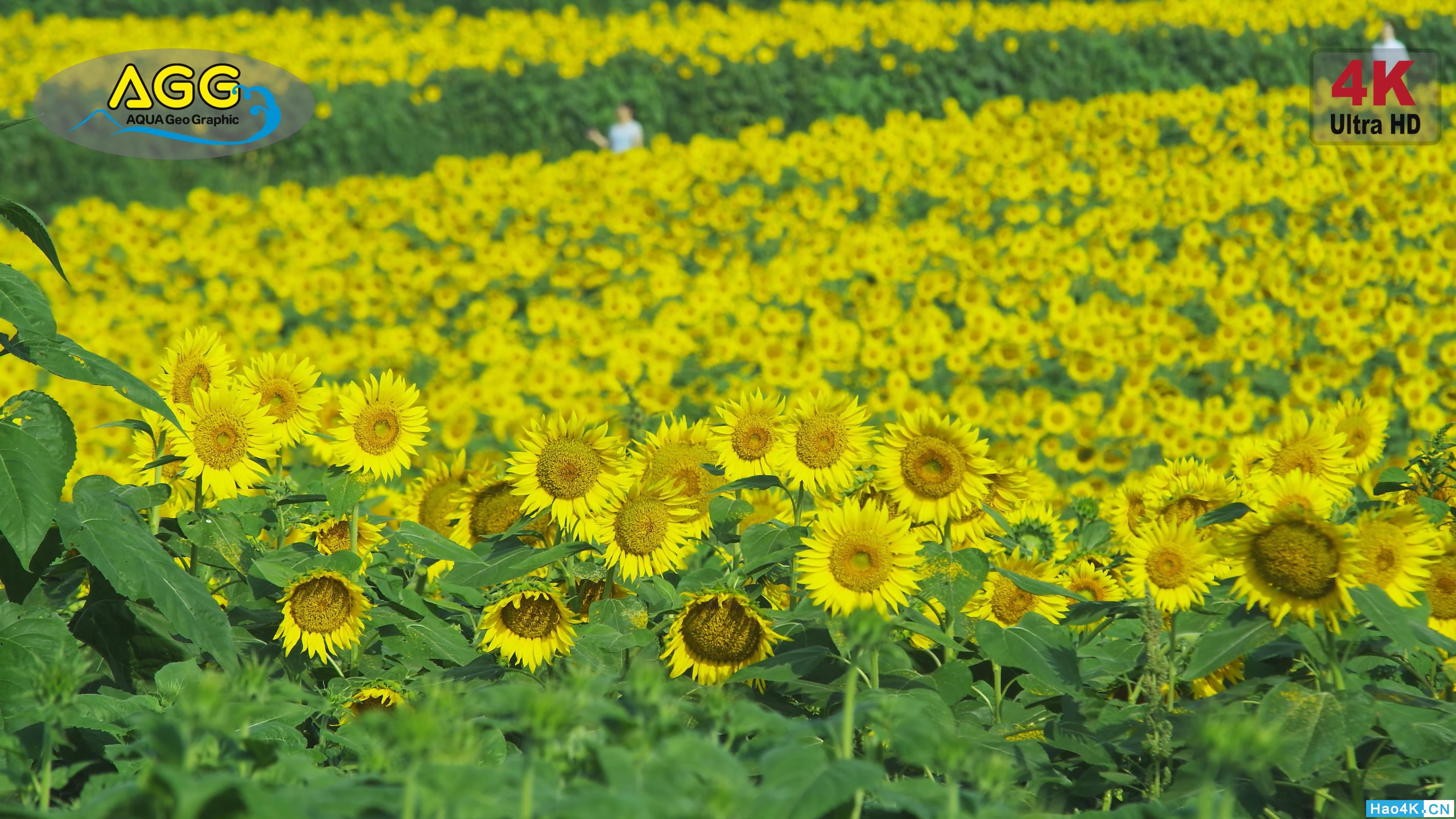 [ 4K Ultra HD ]տ  Sunflower.mp4_snapshot_01.34_[2019.11.11_22.06.37].jpg