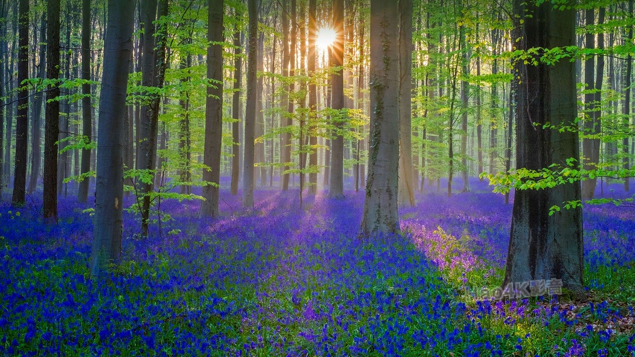 bluebell-3840x2160-flower-forest-sun-light-4k-23330.jpg