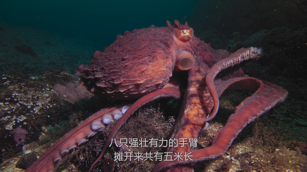 Animal.S01E04.Octopus.2160p.NF.WEB-DL.DDP5.1.Atmos.HDR.HEVC-HHWEB.mkv_20230528_204920.009.jpg